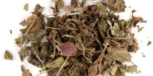 Gymnema Sylvestre