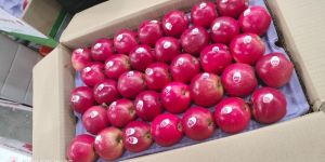 Red Gala Apple