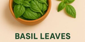 Green Holy Basil Leaves