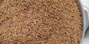 Organic Khapli Wheat