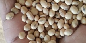 Soya Bean