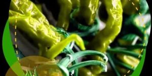 Dried Whole Green Chilli