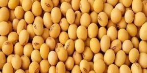 Indian Soya Beans