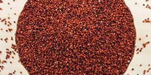 Ragi/finger Millet Grain