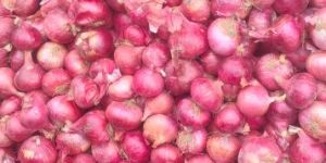 Fresh Onion