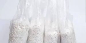 Oyster Mushroom Spawn