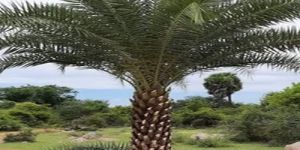 Date Palm Tree