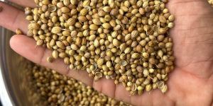 Coriander Seeds