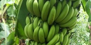 Best Quality Cavendish Banana