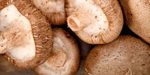 Shiitake Mushroom