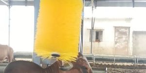 Easy Swing Cow Brush