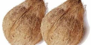 Semi Husked Coconuts