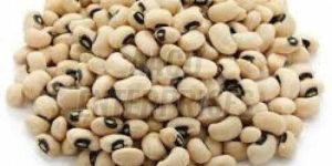 Cow Pea Beans