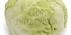 Fresh Cabbage