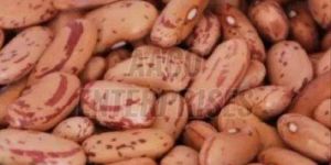 Kidney Beans