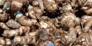 Black Turmeric Finger