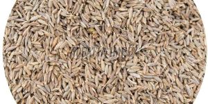 Brown Cumin Seeds