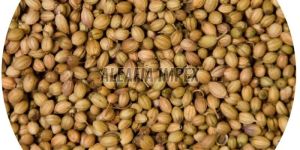 Coriander Seeds