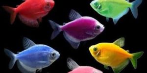 Widow Tetra Aquarium Fish