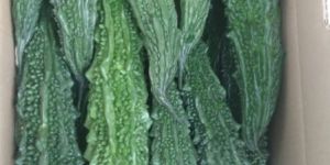 Bitter Gourd