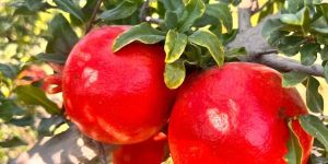 Pomegranate Fruit