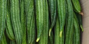 Ridge Gourd