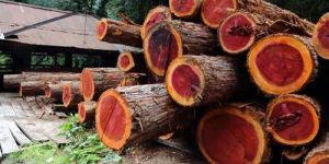 7 Feet Red Sandalwood Logs