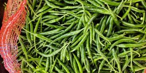 Green Chilli