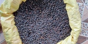 Organic Black Pepper Seeds