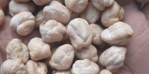 White Chickpeas