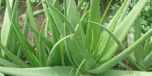 Aloevera Leaves