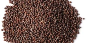 Brown Mustard Seeds