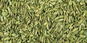 Fennel Seeds