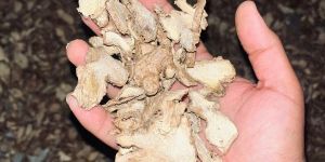 Dry Ginger