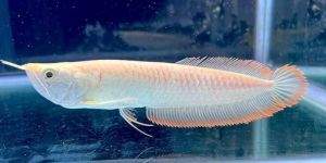 Albino Silver Arowana Fish