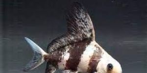 Asiatic Fish
