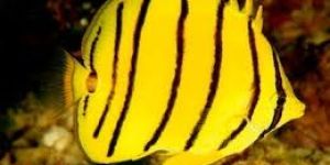 Eight Band Butterfly Fish