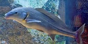 Fresh Water Dolphin Fish