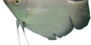 Giant Gourami Fish
