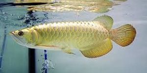 Golden Pearl Arowana Fish
