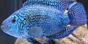 Jackdemsey Electric Blue Fish
