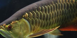 Super Highback Arowana Fish