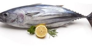 Tuna Fish (Kupa)