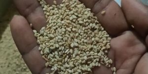 Sesame Seeds