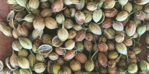 Coriander Seeds