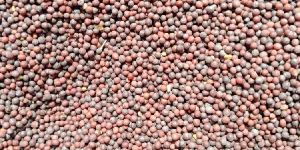 Mustard Seeds