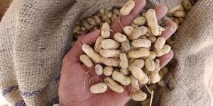 Groundnut