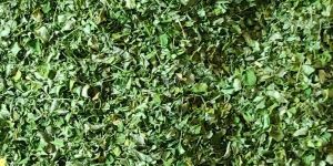 Moringa Dried Leaves