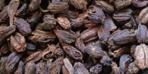 Black Cardamom