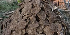Cow Dung